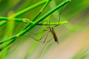 The Crane fly sometimes known as mosquito hawks or daddy longlegs