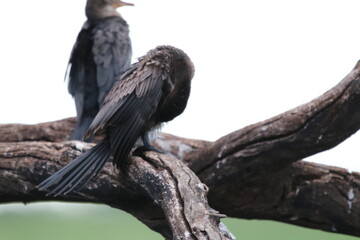 African Cormorants and Darter birds by the Chobe River in Botswana