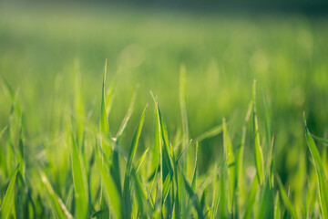 Young Fresh shoots of wheat on the field