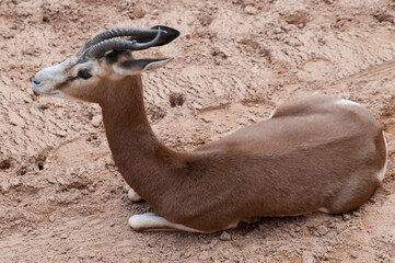 antelope in the zoo
