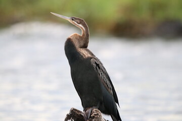 African Cormorants and Darter birds by the Chobe River in Botswana
