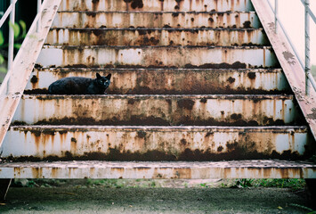 Stray cat