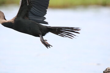 African Cormorants and Darter birds by the Chobe River in Botswana