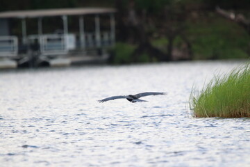 African Cormorants and Darter birds by the Chobe River in Botswana