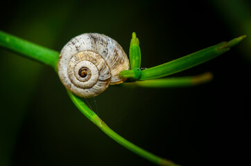 A small snail attached to a branch of a bush