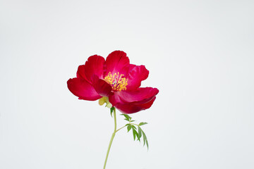 Red japanese peony on white background on the left, copy space for design