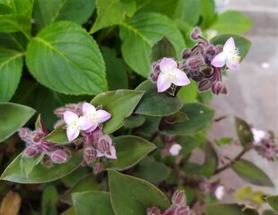 Tradescantia blossfeldiana plant with purple flowers and leaves in the garden outdoors, blossom. Natural background, close up.