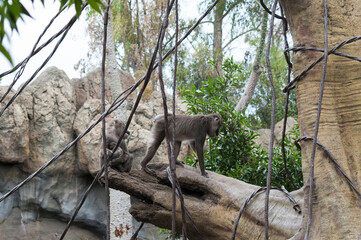 baboon sitting on a branch