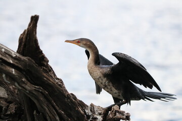 African Cormorants and Darter birds by the Chobe River in Botswana