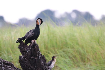 African Cormorants and Darter birds by the Chobe River in Botswana