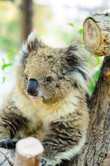The Australian koala bear in open aviary