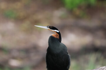 African Cormorants and Darter birds by the Chobe River in Botswana