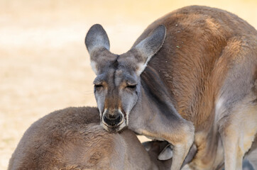 The western gray kangaroo with cub