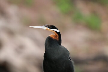 African Cormorants and Darter birds by the Chobe River in Botswana