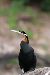 African Cormorants and Darter birds by the Chobe River in Botswana