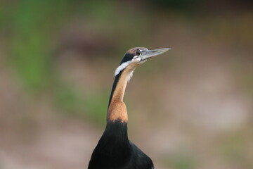 African Cormorants and Darter birds by the Chobe River in Botswana