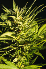 Marihuana buds ready to be trimmed