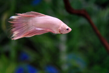 Obraz premium Pesce Combattente