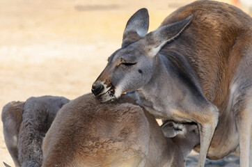 The western gray kangaroo with cub