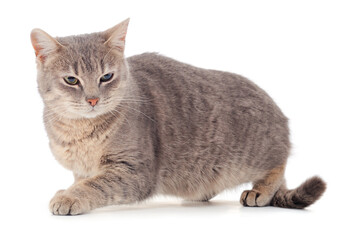 Obraz premium Gray house cat.