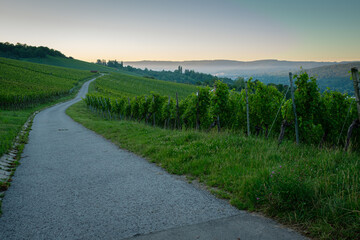 Fototapeta na wymiar Road in a vineyard with mist in dawn