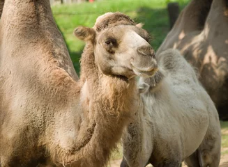 Foto op Plexiglas portrait of a camel © reginadmt