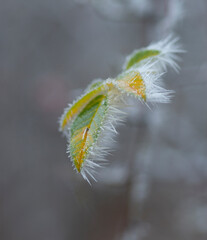 Close-up of gren and yellow leaf covered in ice crystals