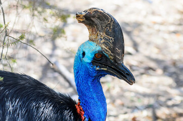 Portrait of The Southern cassowary