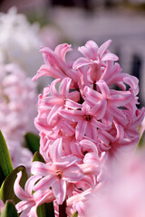 Common hyacinth - Hyacinthus orientalis. It is called “Hiashinsu” in Japan.
