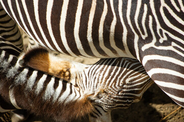 zebra close up