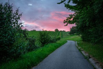 Fototapeta na wymiar Road trees vineyard with sky in dawn
