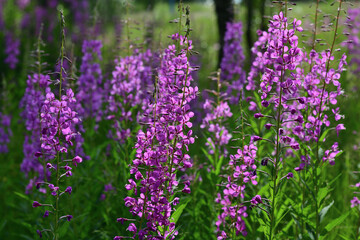 Thickets of blooming fireweed (Epilobium angustifolium) in the forest.