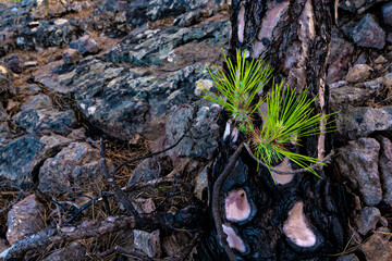 leaves on the pine sprouting after being burned in a fire on the island of gran canaria, pinar de tamadaba in the canary islands.