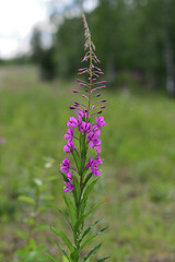 Fototapeta premium Bright magenta flower on forest background. Blooming fireweed (Chamaenerion angustifolium).