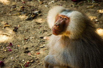 baboon sitting on a branch