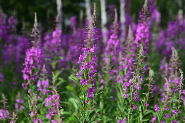 Bright magenta flowers on forest background. Blooming  fireweed  (Chamaenerion angustifolium).