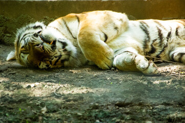 tiger in the zoo