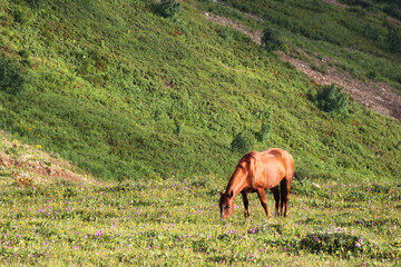 horse grazes in mountain with forest on background. brown horses grazing on mountain pasture
