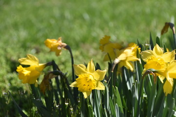 Beautiful Summer Yellow Day Lillies Forsythia Butterweed Wildflowers