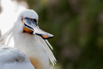 Obraz premium close up of a seagull