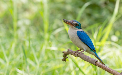 Birds that are blue and white, beautiful in nature Collared Kingfisher