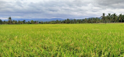 Fototapeta premium green field and blue sky