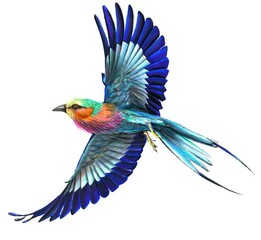 Color little bird on white background