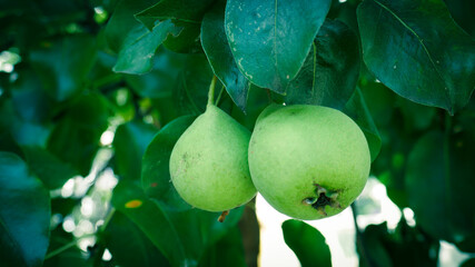 Green pears on the tree, fruits in the garden.