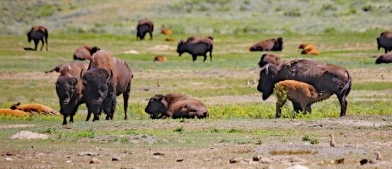 Buffalo