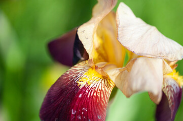 Iris