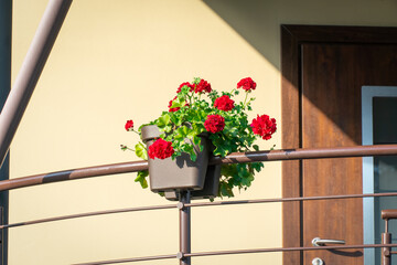 Red geranium flowers in a pot on the railing of a country house on a Sunny day