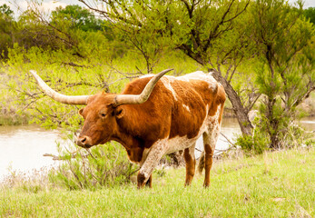 A Texas longhorn cow on a cattle ranch near Woodward Oklahoma