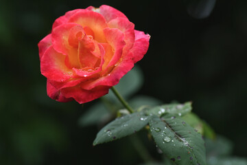 Close up of red rose with water drops on dark background. Selective focus.