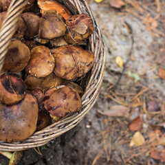 Basket with mushrooms in the forest